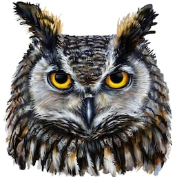 Owl-53