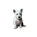 lslptrck